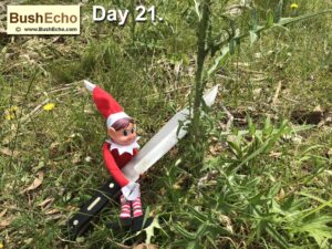 Elf on the Shelf collecting wild edibles