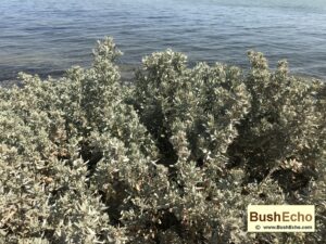 Bushcraft & survival foraging