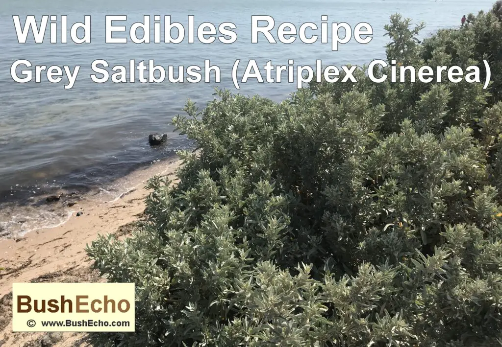 Wild edibles grey saltbush bushcraft